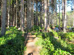 Day 8: Nehalem to Cape Lookout State Park