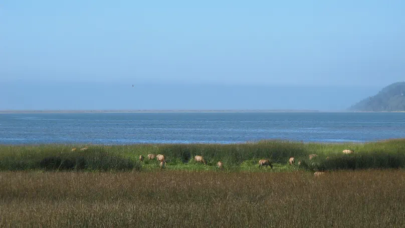 Day 14: Del Norte Redwoods to Eureka