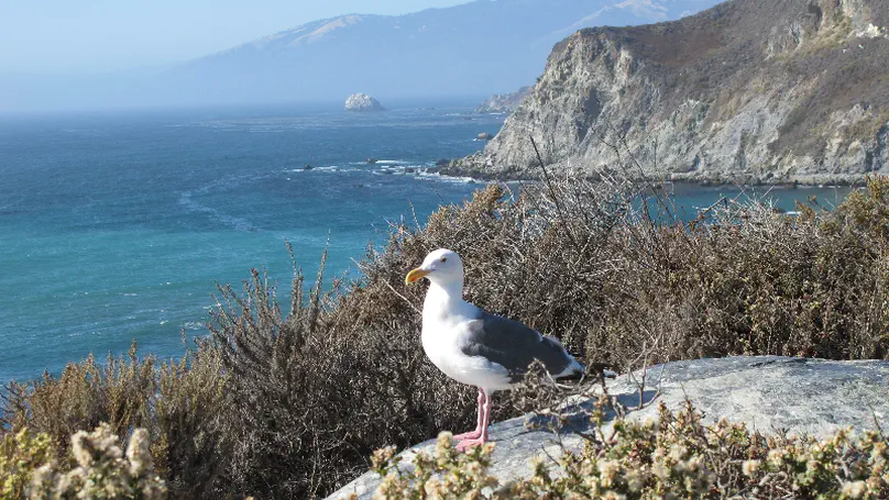 Day 26: Andrew Molera to San Simeon State Park