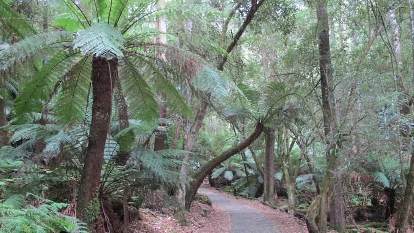 TAS day 19: Mt Field National Park