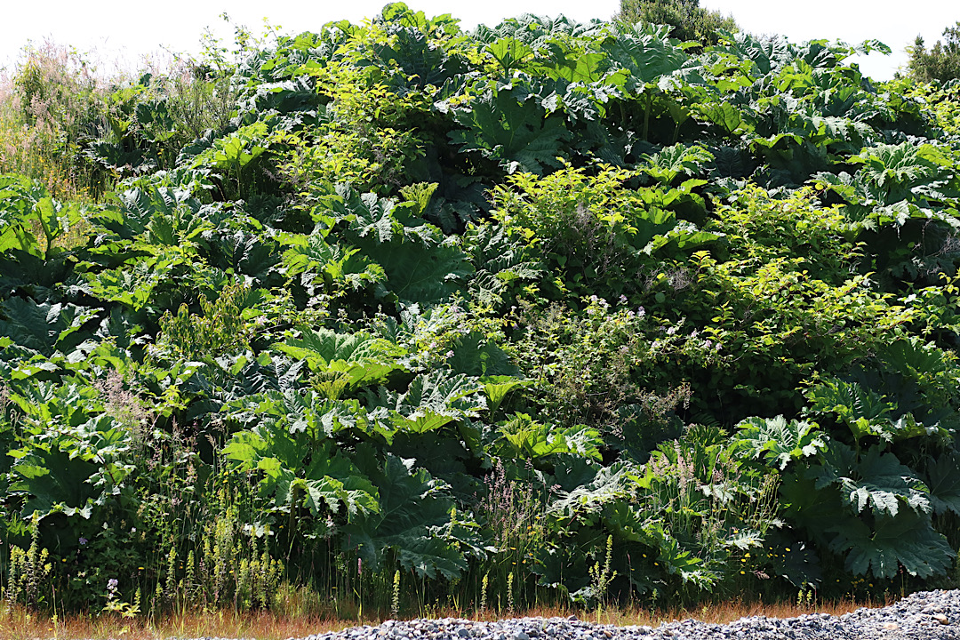 Giant Rhubarb. Although these examples aren't particularly giant.